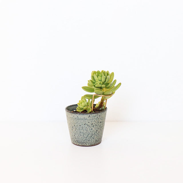plant prop