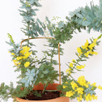 plant prop