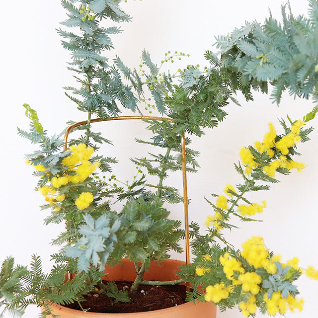 plant prop