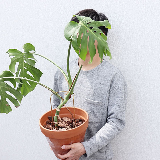 plant prop